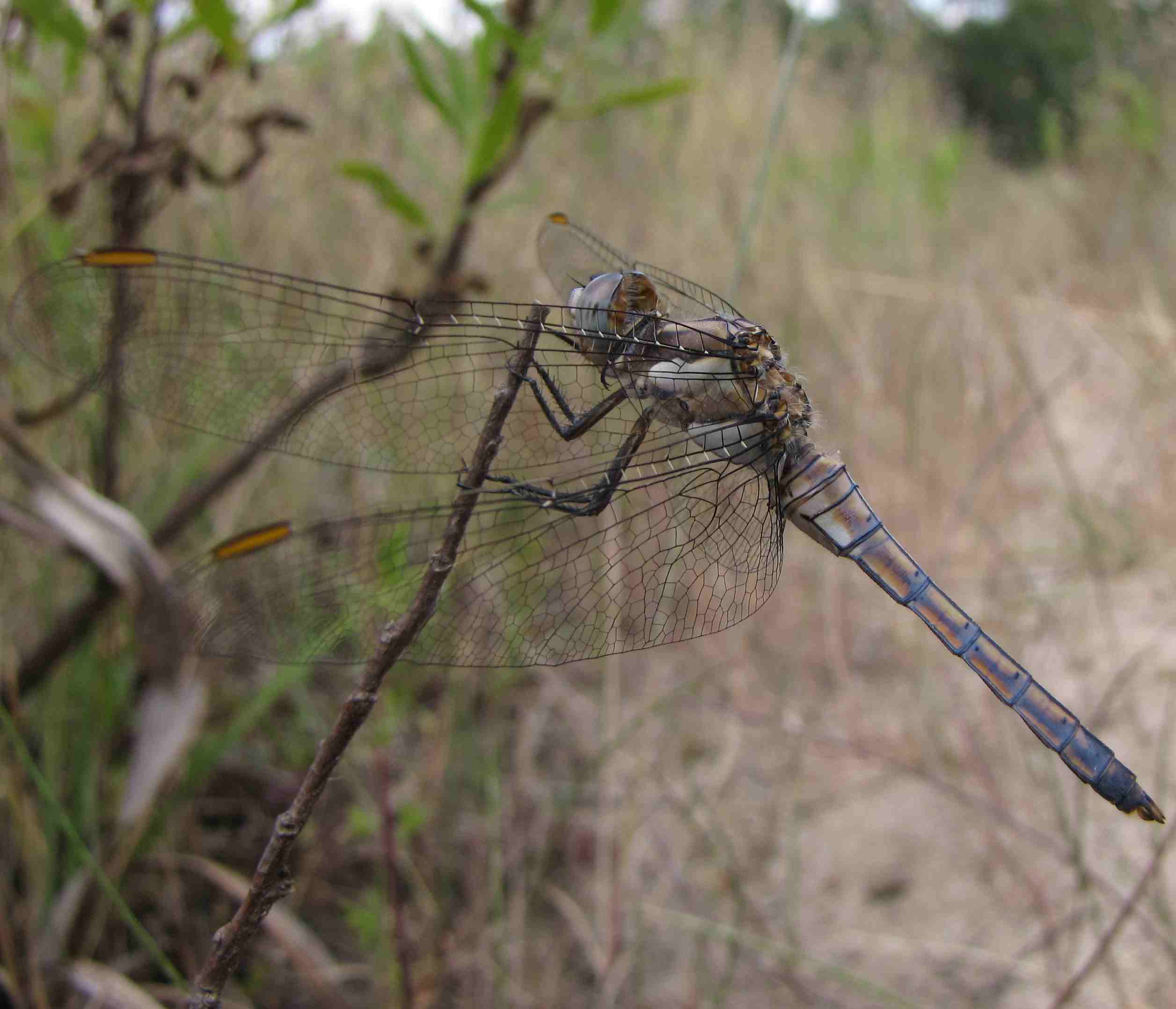 sympetrum? - Orthetrum brunneum (maschio imm.)